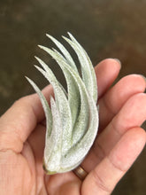 T. pueblensis