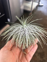 T. argentea