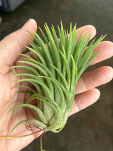 T. ionantha Evolution