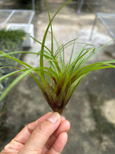 T. cyanea (Small)
