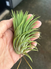 T. ionantha Evolution