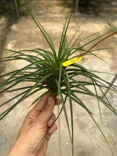 T. caulescens