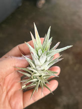 T. Ionantha vanhyningii (Straight Leaf) (S)
