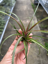 T. capitata domingensis