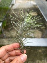T. funckiana (small)
