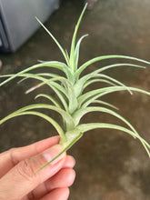 T. bergeri