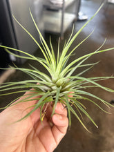 T. kegeliana