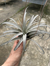 T. zacapaensis