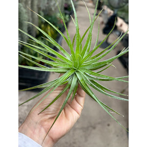 T. Cotton Candy Inverta