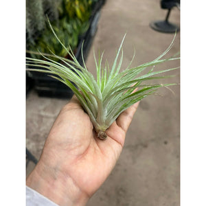 T. Cotton Candy Inverta