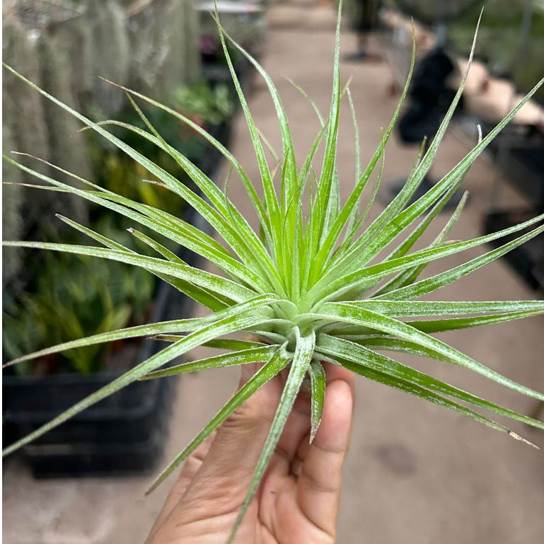 T. Cotton Candy Inverta