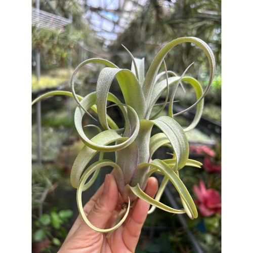 T. Curly Slim (Small)