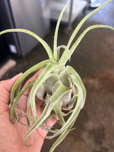 T. streptophylla (Small)
