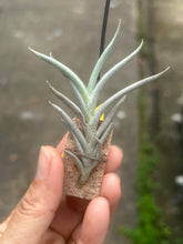 T. castellanii
