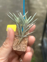 T. capillaries Pink Flower