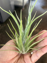 T. caput medusae (Seedling)