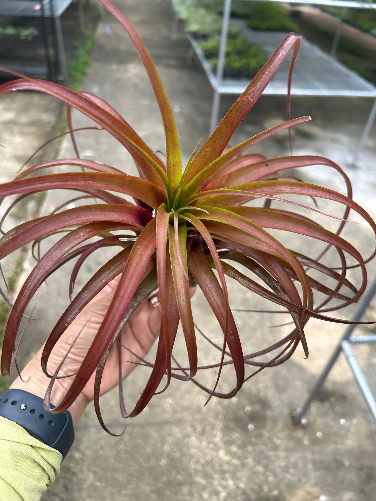 Tillandsia 'Love Knot' 大株 T. Love Knot – Pick a Plant Online