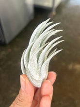 T. pueblensis