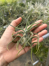 T. pruinosa