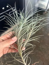 T. bandensis Giant Form