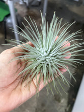 T. fuschii v fuschii