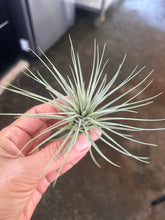 T. espinosae x fuschii