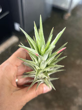 T. Ionantha vanhyningii (Straight Leaf) (L)