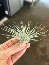 T. espinosae x fuschii