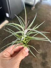 T. jonesii