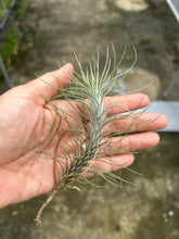 T. funckiana (small)