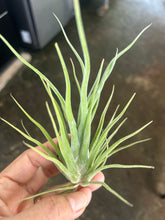 T. caput medusae (Seedling)