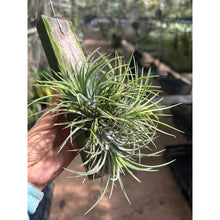 T. Ionantha Clump (M) on Wood