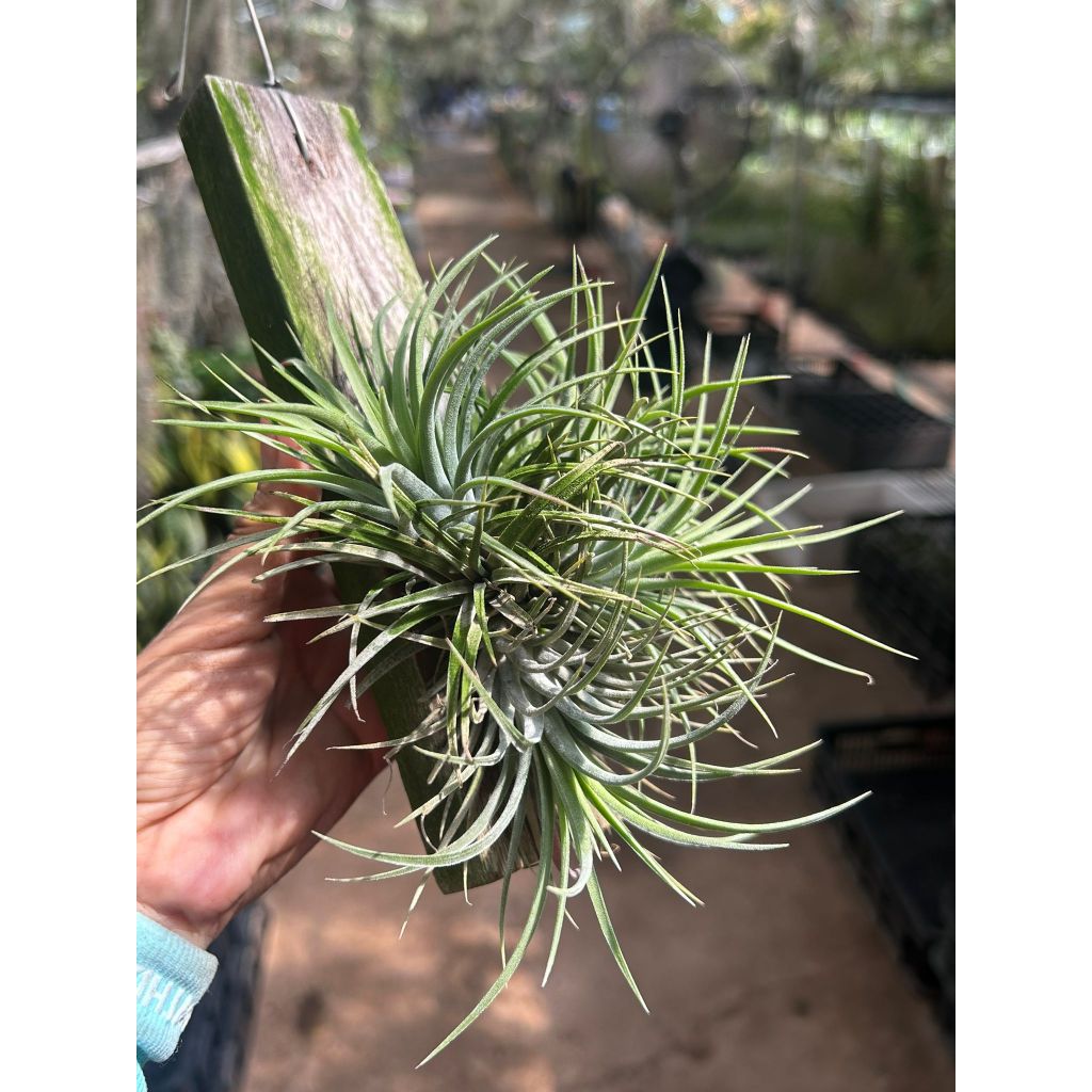 T. Ionantha Clump (M) on Wood