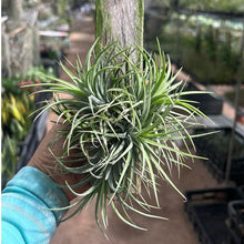 T. Ionantha Clump (M) on Wood