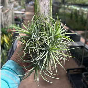 T. Ionantha Clump (M) on Wood
