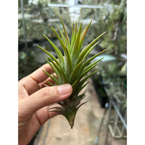 T. Ionantha vanhyningii (Straight Leaf)