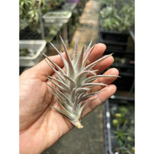 T. Ionantha vanhyningii (Straight Leaf) (S)