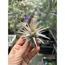 T. Ionantha vanhyningii (Straight Leaf) (S)