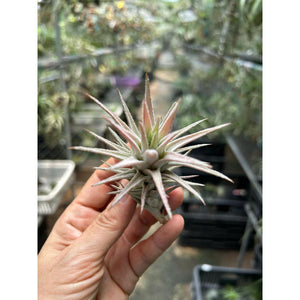 T. Ionantha vanhyningii (Straight Leaf) (S)