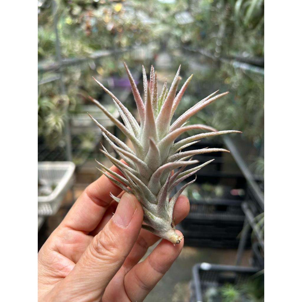 T. Ionantha vanhyningii (Straight Leaf) (S)