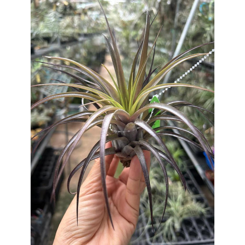 T. Love Knot – Pick a Plant Online