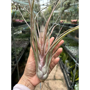 T. Mali Dofitas (Small)