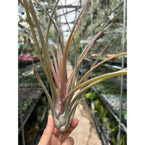 T. Mali Dofitas (Small)