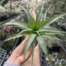 T. Samantha (S)