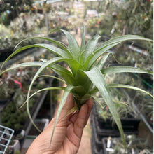 T. Samantha (S)