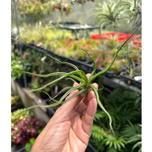 T. bulbosa (Medium)