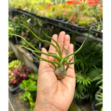 T. bulbosa (Medium)
