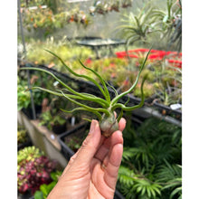 T. bulbosa (Medium)