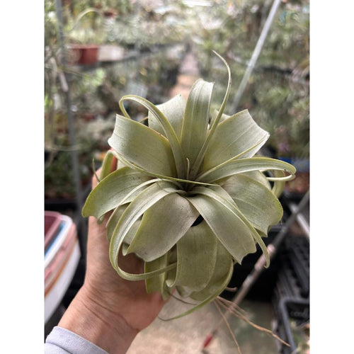 T. xerographica (small)
