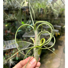 T. intermedia